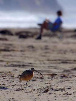bird on the beach