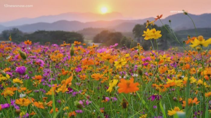 Spring, flowers, warm weather, mountains, sunset, fresh air