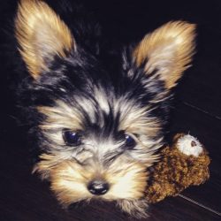 aefcecfclpc-1598354672pcl84