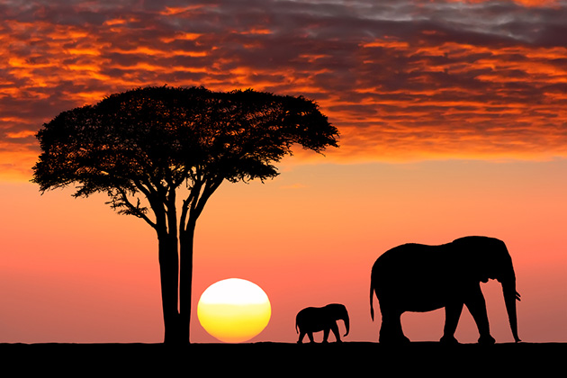 African safari, travel, elephants 