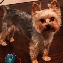 Teacup Yorkie, best puppy, dog, family 