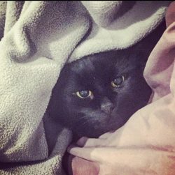 Black kitty, Hemingway cat, fur baby