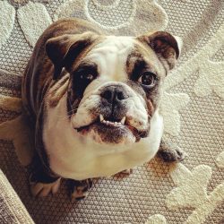 English Bulldog, best dogs to own, family, fur babies, puppy 