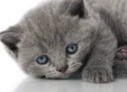 Blue eyed, gray kitty, in my vision list