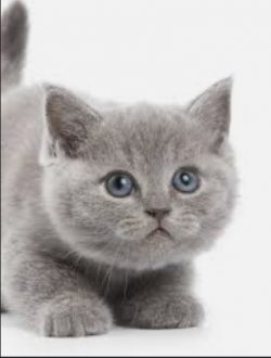 Gray kitten, blue eyes, adorable, on my vision list! 