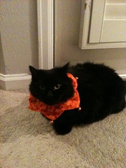 feadefefdfclp-1598354672l8pc4