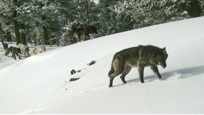Idaho Wolf-spring 2022